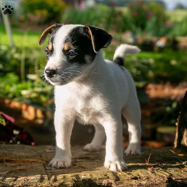 Randy, Jack-A-Ranian Puppy